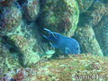 scuba diving photo