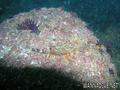 scuba diving photo