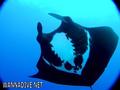 scuba diving photo