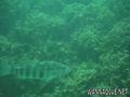 scuba diving photo