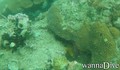 scuba diving photo