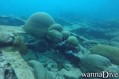scuba diving photo