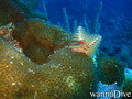 scuba diving photo