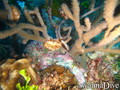scuba diving photo