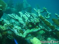 scuba diving photo