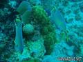 scuba diving photo