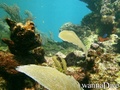 scuba diving photo