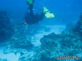 scuba diving photo