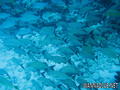 scuba diving photo