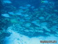 scuba diving photo