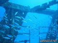 scuba diving photo
