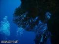 scuba diving photo