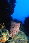 scuba diving photo