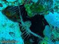 scuba diving photo
