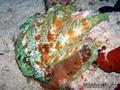 scuba diving photo