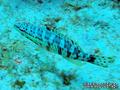 scuba diving photo