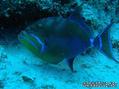 scuba diving photo