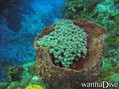 scuba diving photo