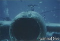 scuba diving photo