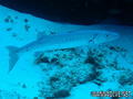 scuba diving photo