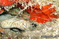 scuba diving photo