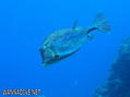 scuba diving photo