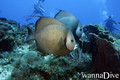 scuba diving photo