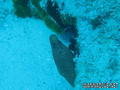 scuba diving photo