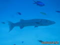 scuba diving photo