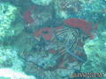 scuba diving photo