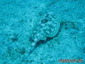 scuba diving photo