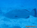 scuba diving photo