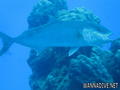 scuba diving photo