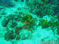 scuba diving photo