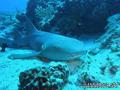 scuba diving photo