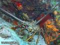 scuba diving photo