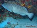scuba diving photo