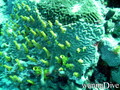 scuba diving photo