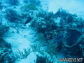 scuba diving photo