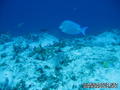 scuba diving photo
