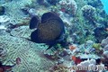 scuba diving photo