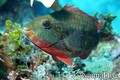 scuba diving photo