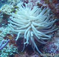 scuba diving photo