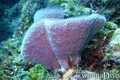 scuba diving photo