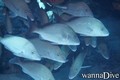 scuba diving photo