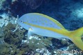 scuba diving photo