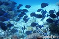 scuba diving photo
