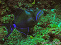 scuba diving photo