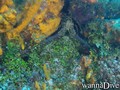 scuba diving photo