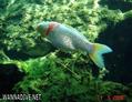 scuba diving photo